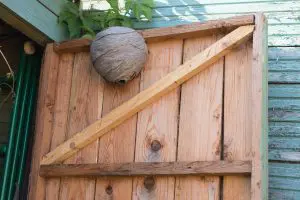 faq - faq - Do wasps leave on their own? - birch