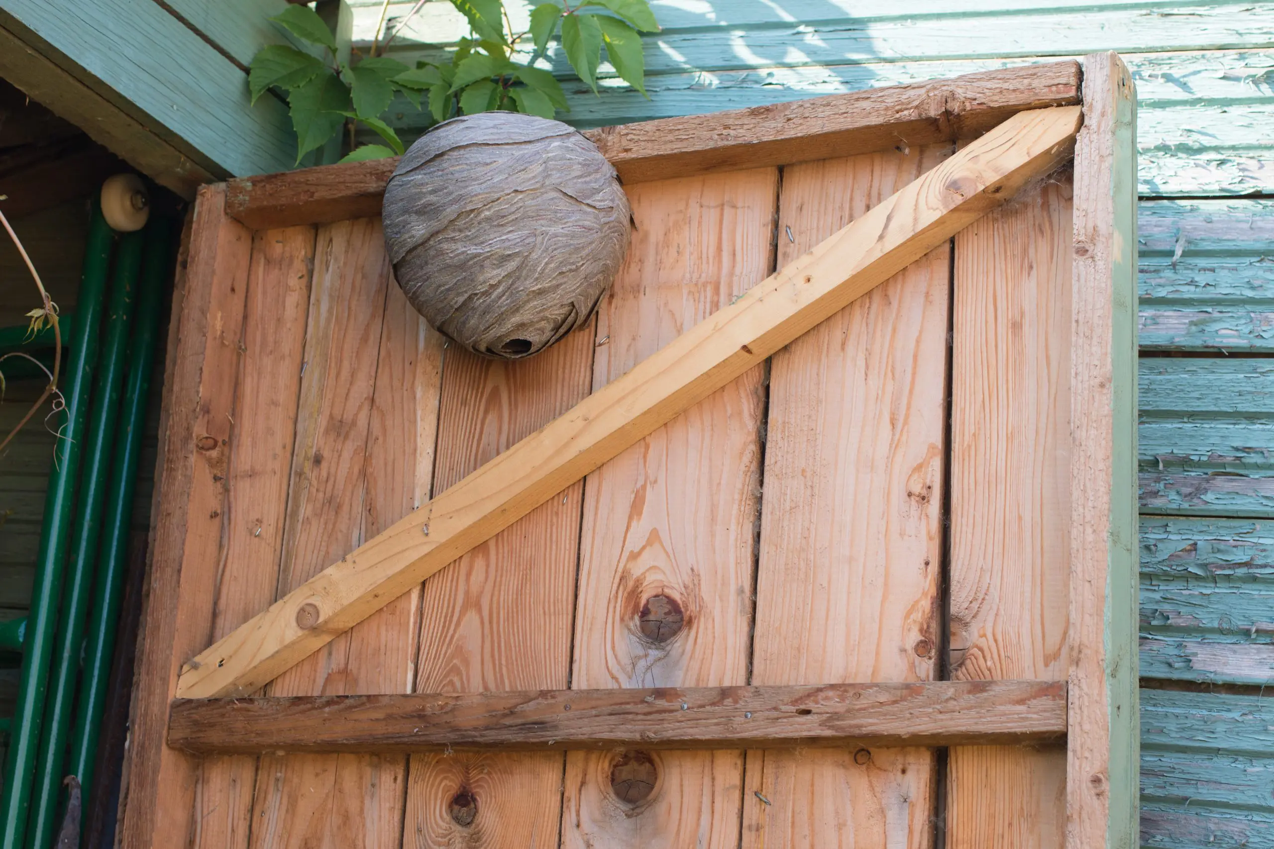 faq - faq - Do wasps leave on their own? - birch