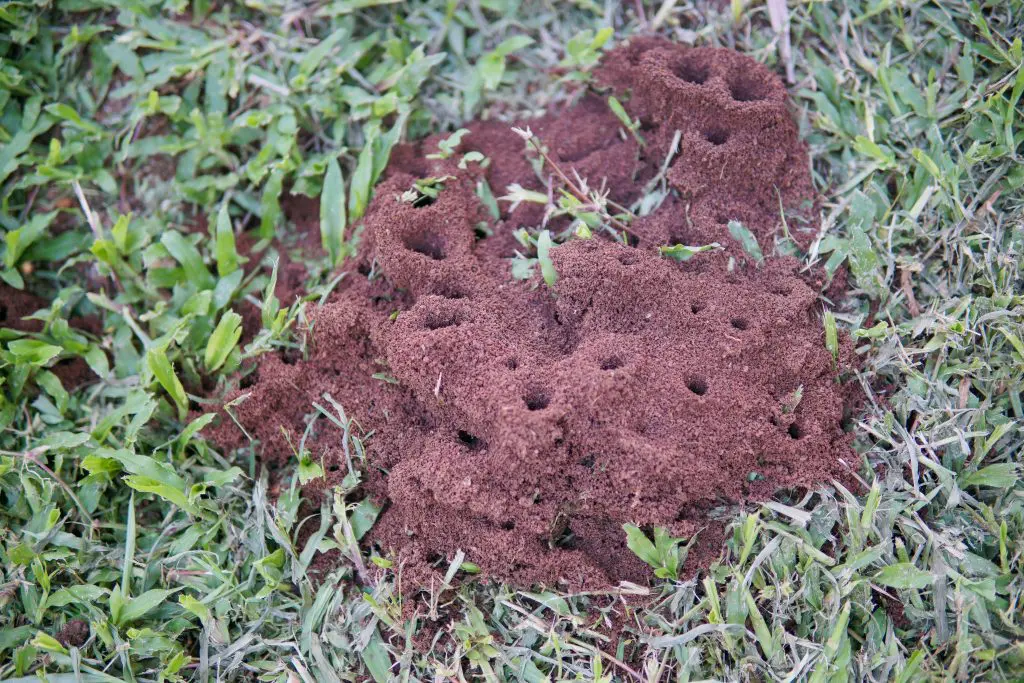 Prevent Ant Hills In Your Lawn