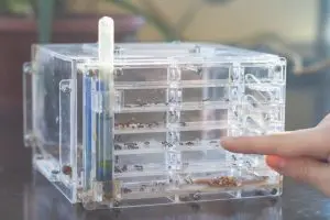 The Different Types of Ants: An Identification Guide