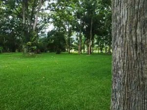 Is TreeAzin safe for humans and the environment? faq - Birch Fumigators