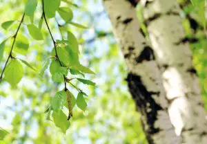 How often should I get my trees serviced? - faq - Birch