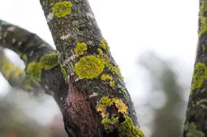 Tree Diseases in Fruit Orchards: Impact on Agriculture and Food Security