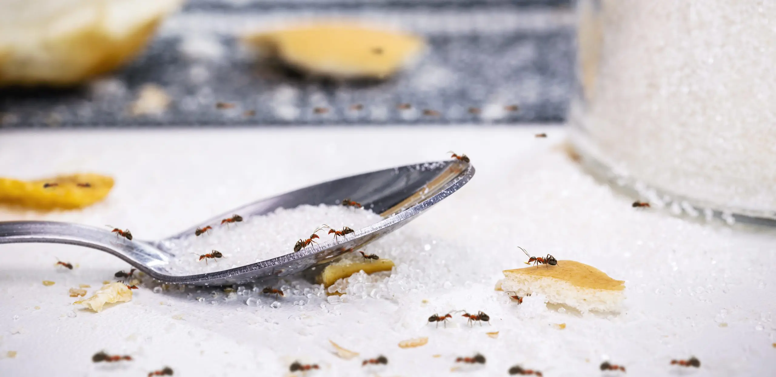 How do pests like ants find their way into the house during the winter?