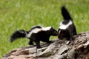 Are skunks dangerous to humans or pets?