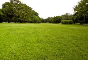 Can Birch Fumigators remove skunks unharmed?