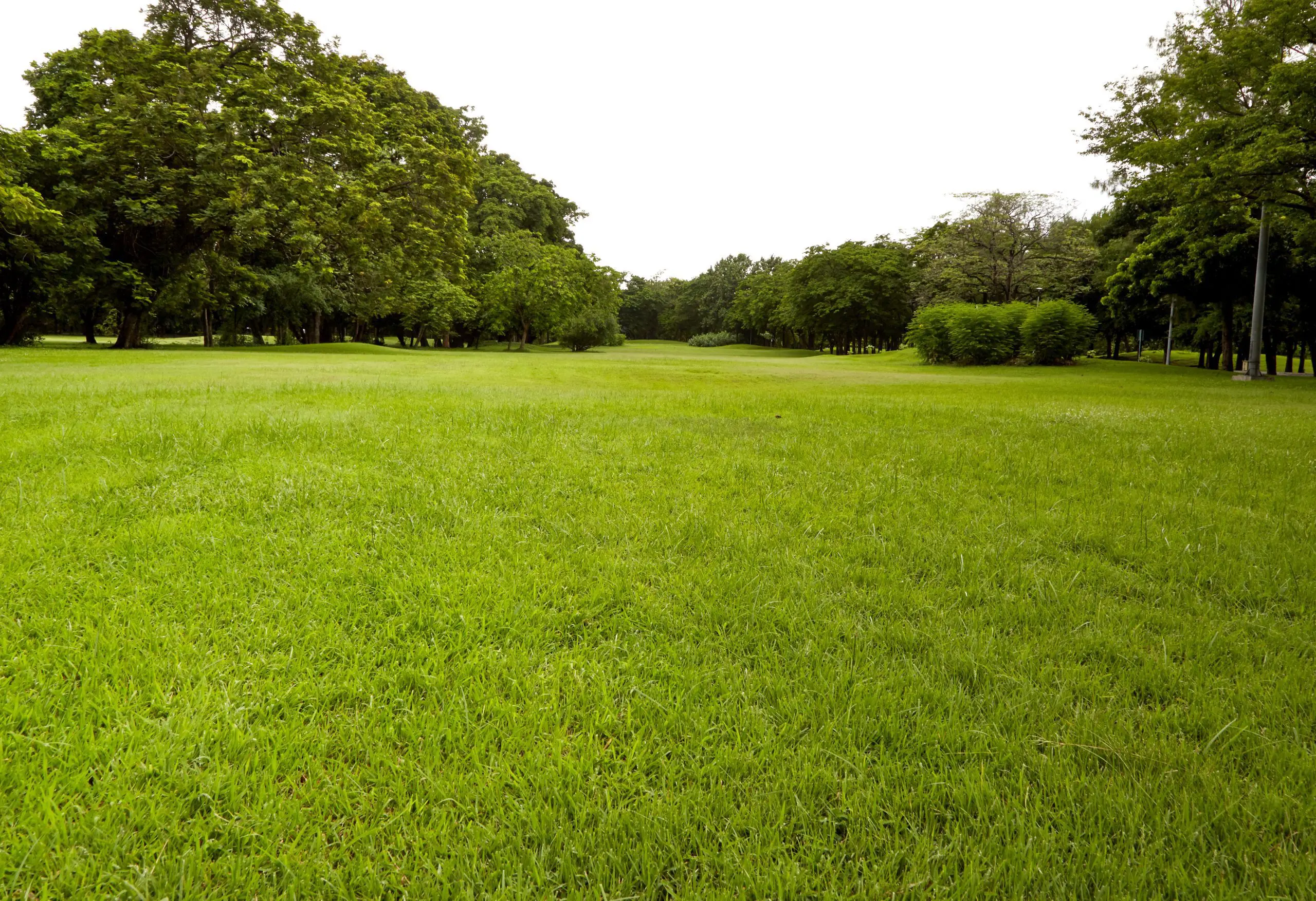 Can Birch Fumigators remove skunks unharmed?