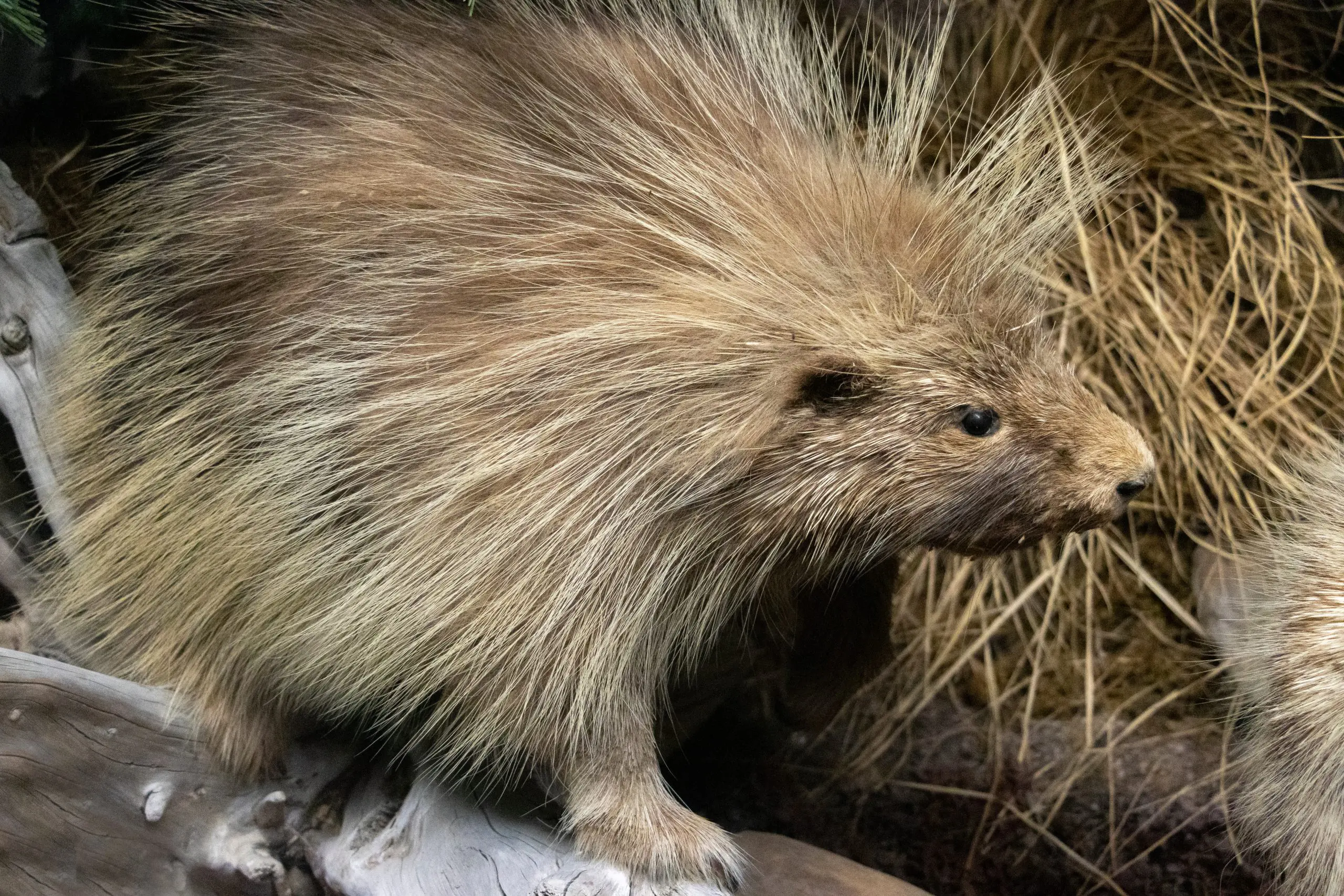 How do porcupines defend themselves from predators?