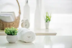 Bat Bugs vs. Bed Bugs: What's the Difference?