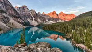 What are insects that live in Alberta forests?