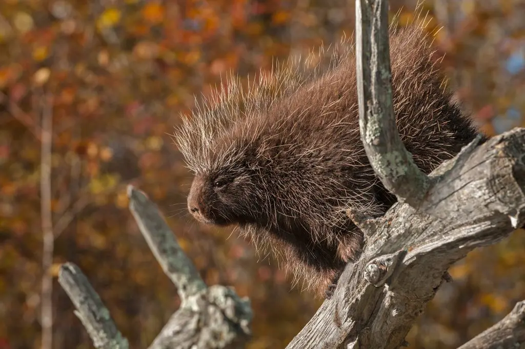 Top 5 Humane Methods for Effective Porcupine Rodent Control