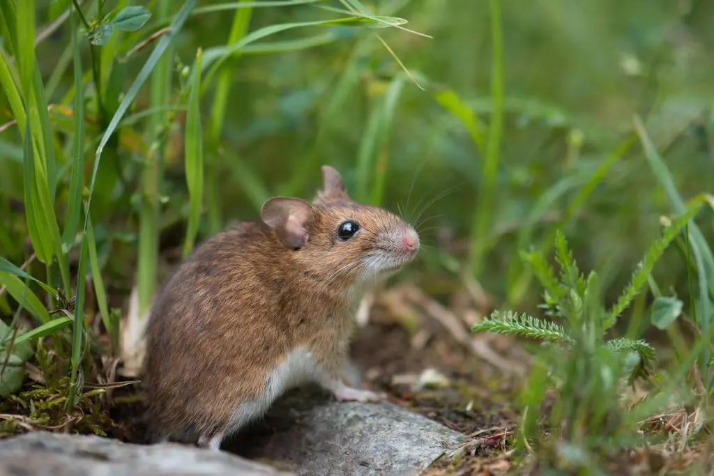 What to Do if You Find a Mouse Nest in Your Home