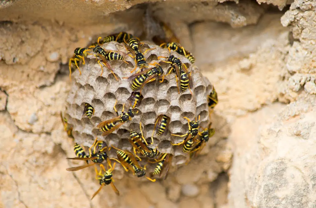 DIY Wasp Control Fails