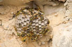DIY Wasp Control Fails