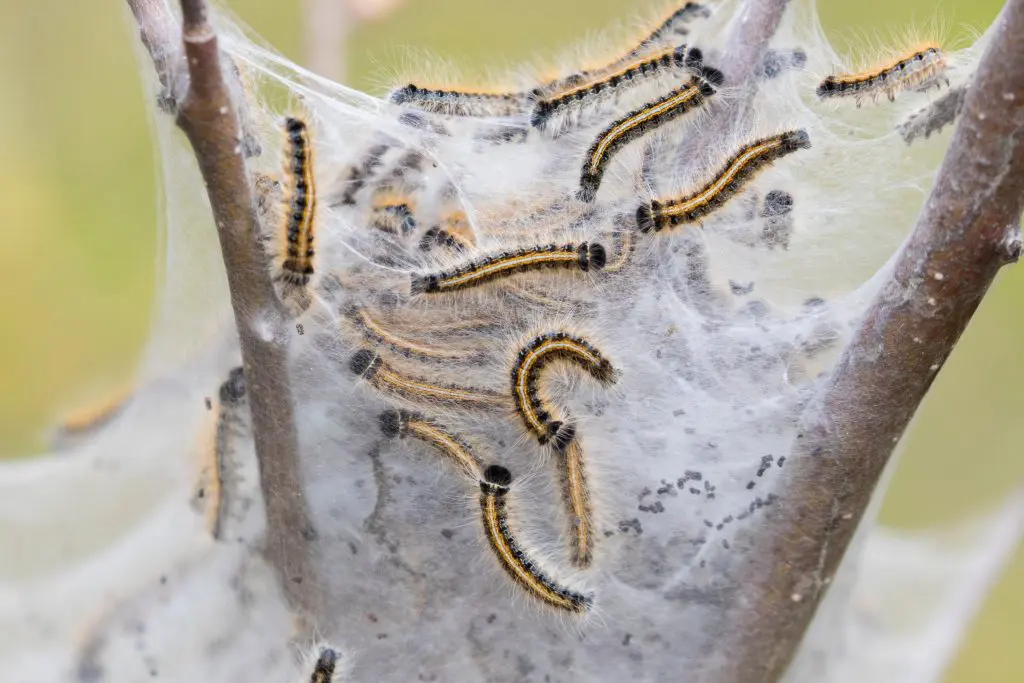 Tent Caterpillars Are Back in Big Numbers