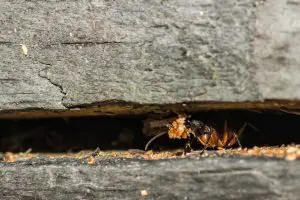 Carpenter Ants What to Watch For