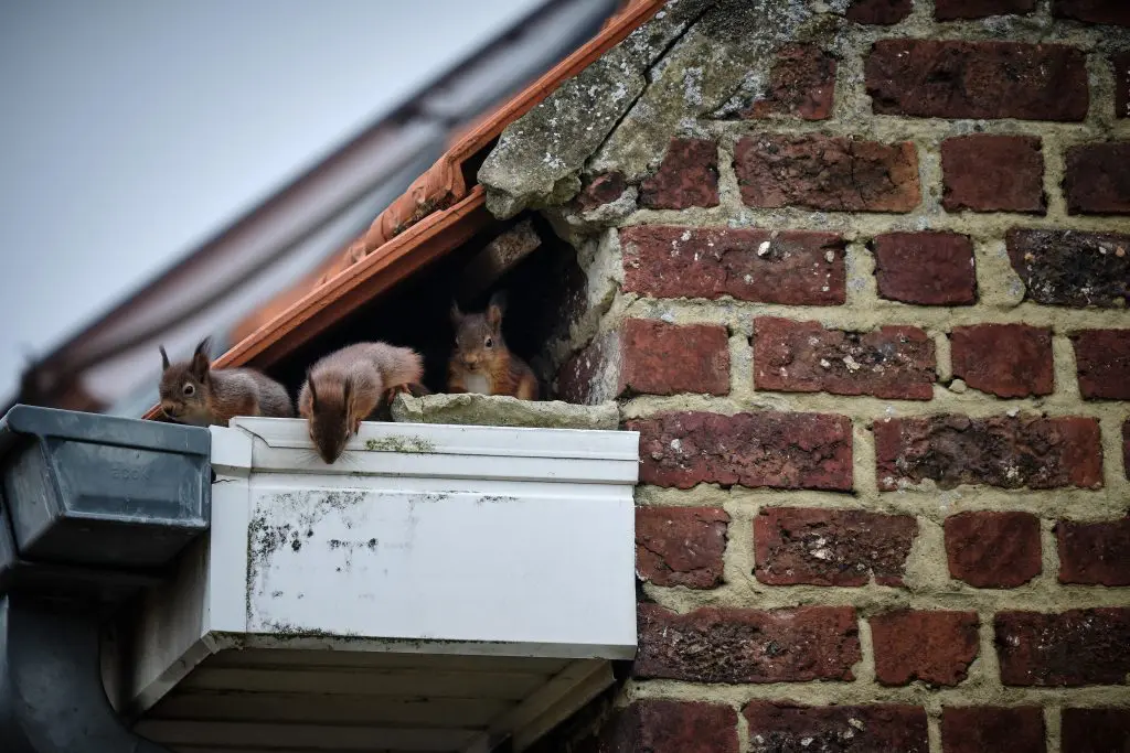 Nesting Season for Squirrels in the Attic