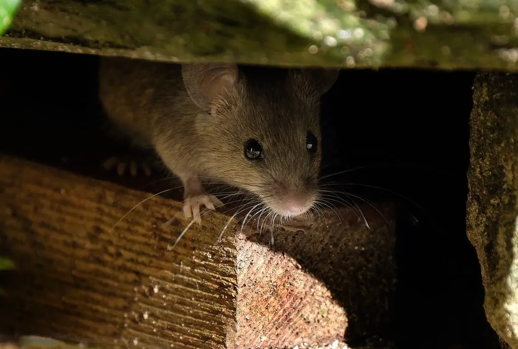 Can Mice Bite Humans? What Homeowners Need to Know