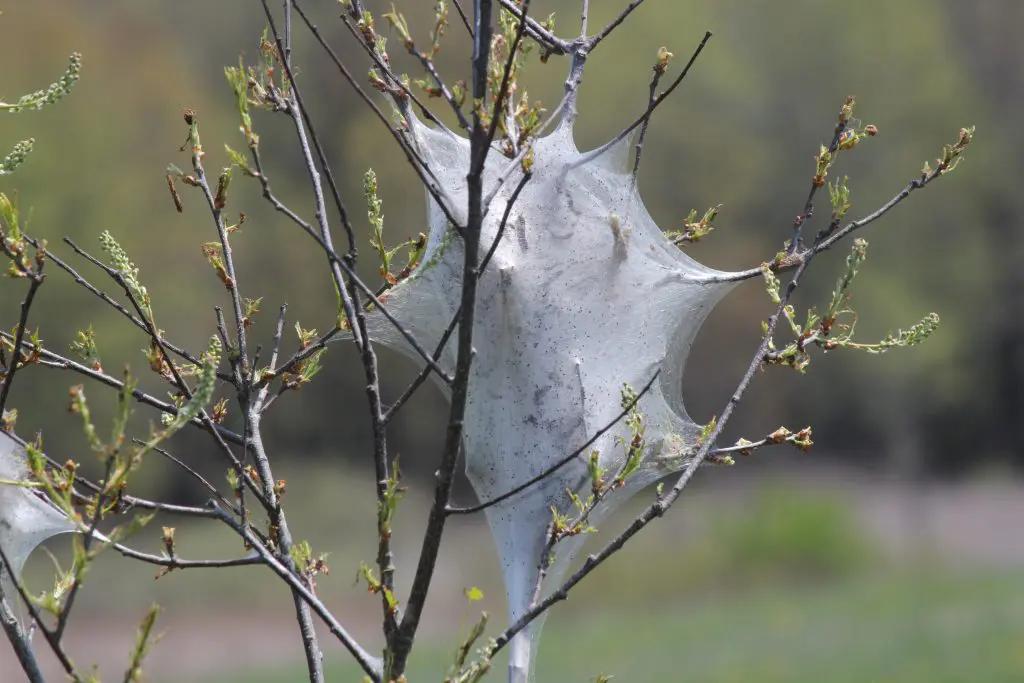 Eastern Tent Caterpillar (Malacosoma americanum), in the early stage of growth in early spring. They are a species of the moth family, these moths are rarely seen.