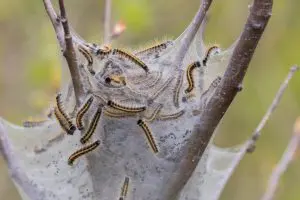 Why Some Pest Populations Explode Every Few Years