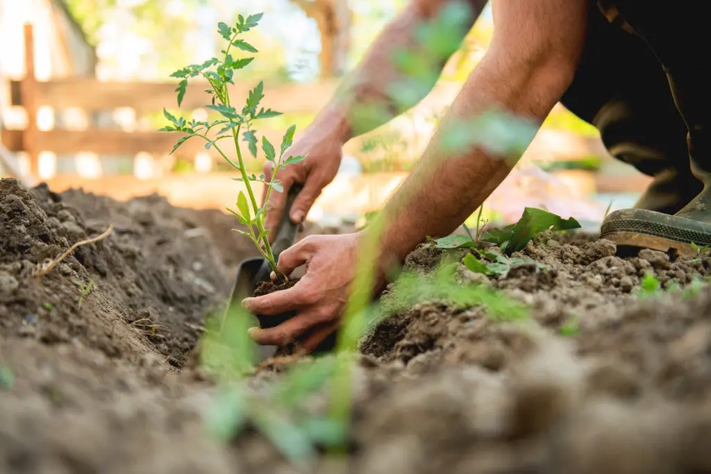 Your Guide to Common Alberta Garden Pests