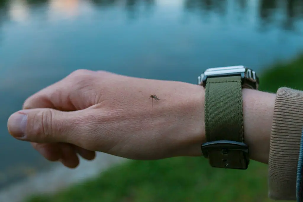 Close-up of a mosquito on a person's hand while camping outdoors in Alberta.