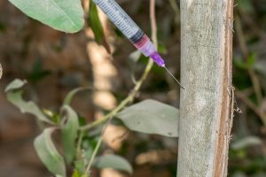 faq - What are the common pests in Leduc?