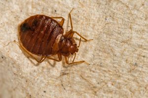 Illustration of bed bug spread prevention in a home.