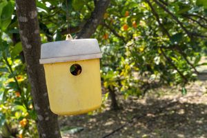 There are options for cockroach pest control that are kind to the environment and animals, like using natural remedies or traps where the cockroaches can get out after being caught. It is best to ask a professional pest control company such as Birch Fumigators to decide what the best option is for your particular situation - Birch Fumigators