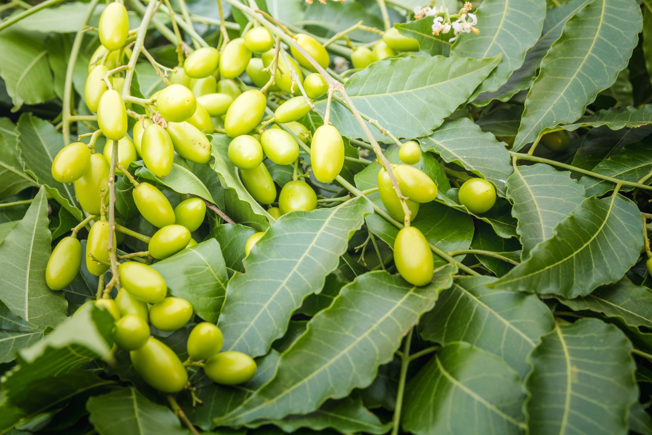 Tree Spraying With TreeAzin: Eco-Friendly Pest Control