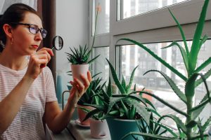 Birch Fumigation Safety Precautions for a Pest-Free Home