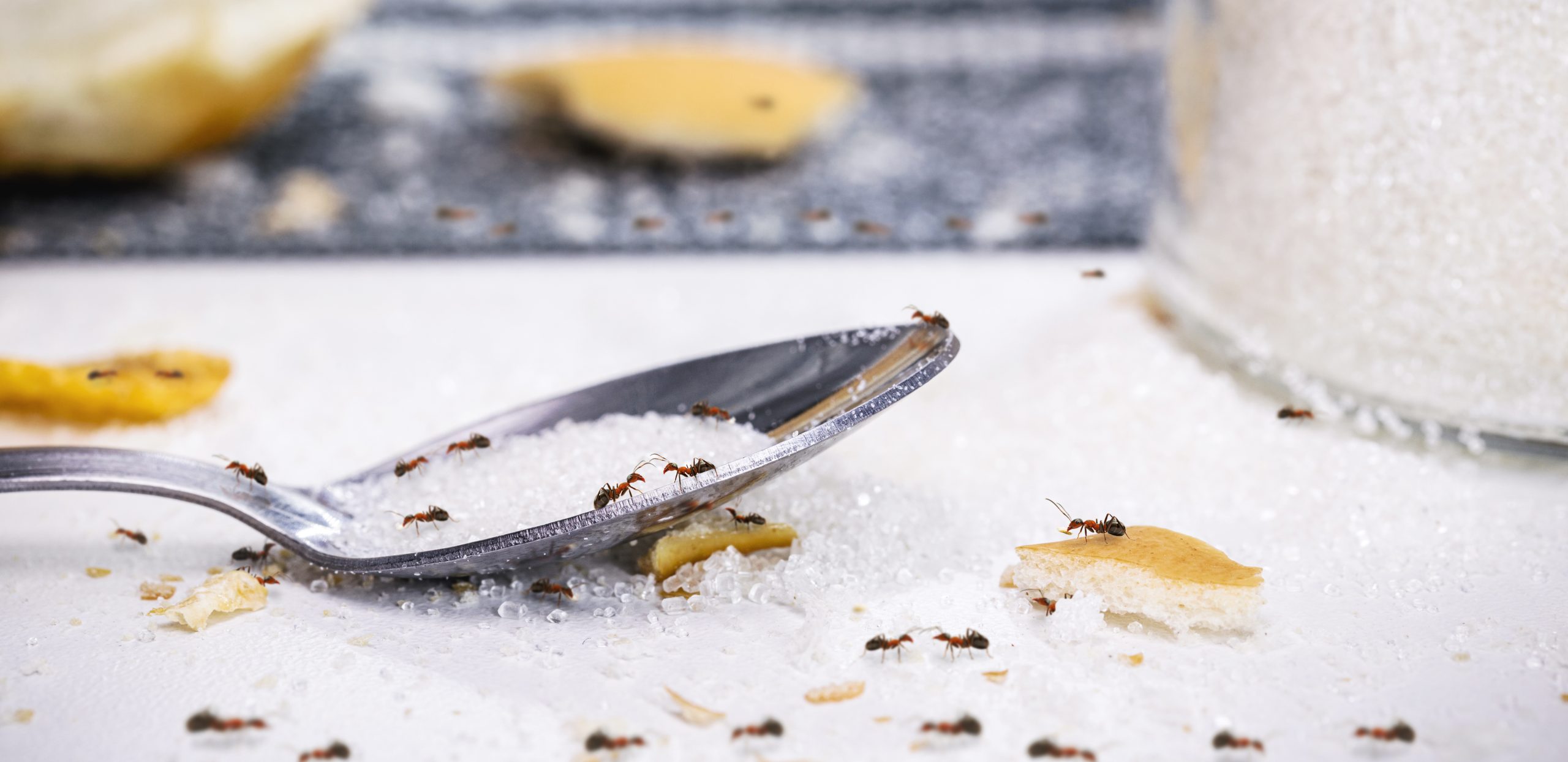 How do pests like ants find their way into the house during the winter?