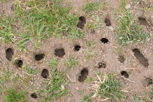 How do you naturally deter voles?