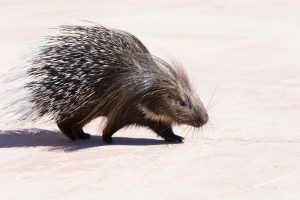 Do porcupines throw their quills at predators?