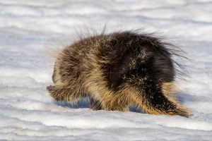 What eats a porcupine?
