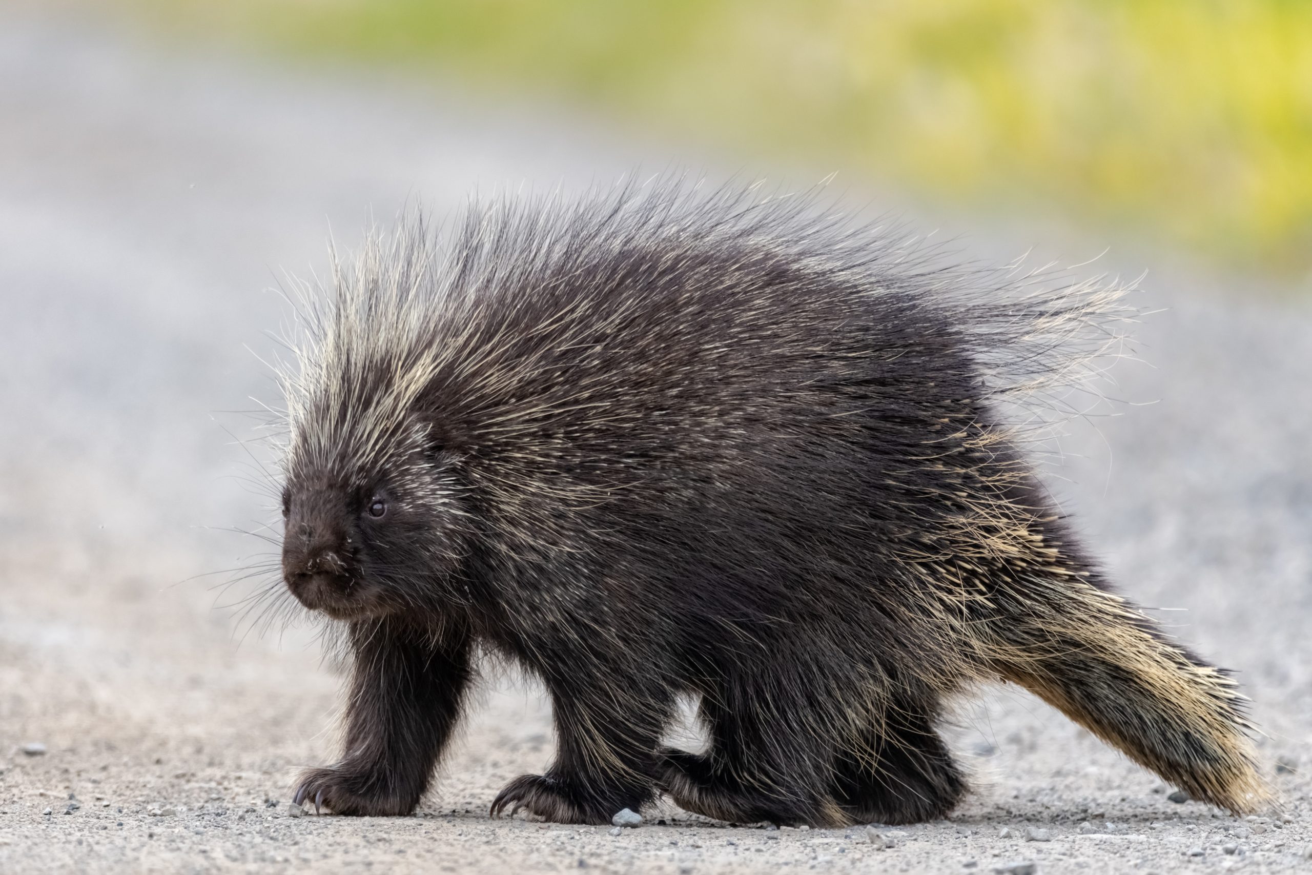What is the lifespan of a porcupine?