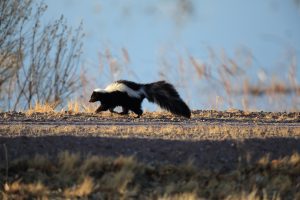 Read More About Humane Skunk Trapping