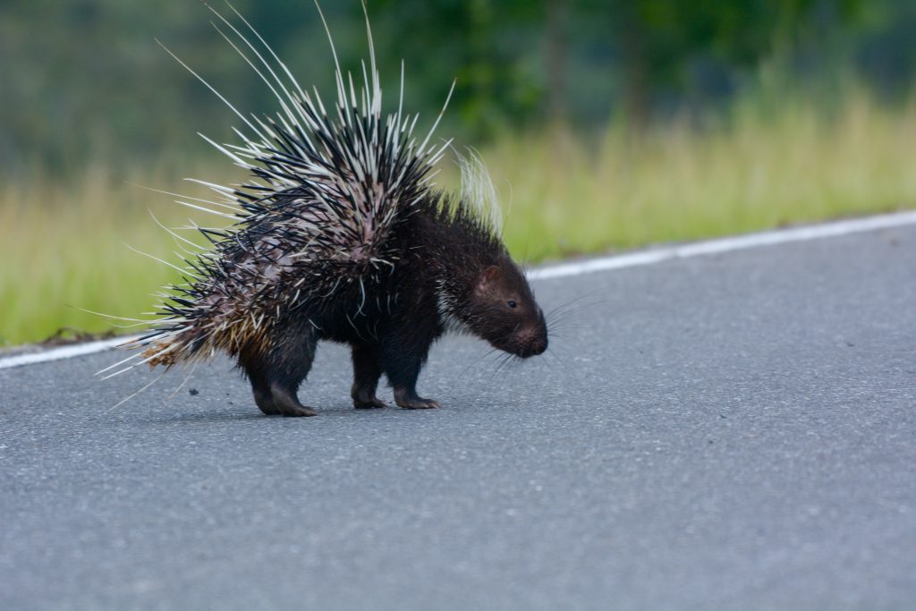 Eco-Friendly Rodent Control Protecting Your Home from Porcupines