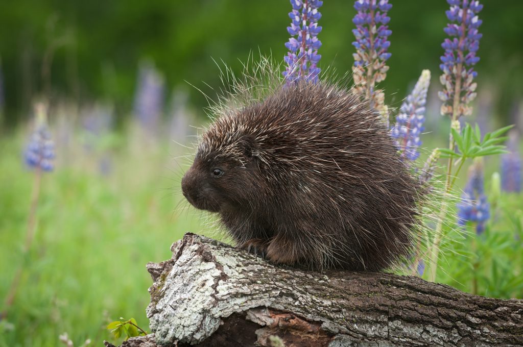 Understanding Porcupine Behaviour Why Rodent Control is Essential