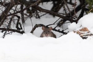 Do Pests Hibernate in Alberta Winters? Or Are Some More Active?
