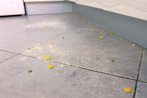 Cockroach Problems in Edmonton Homes