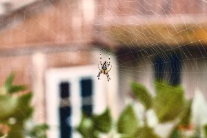 Spider Bites in Alberta What to Watch
