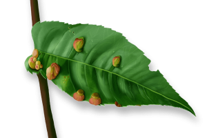 BIRCH FUMIGATORS - Illustration - JULY - Galls