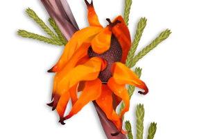 Juniper-hawthorn-rust_