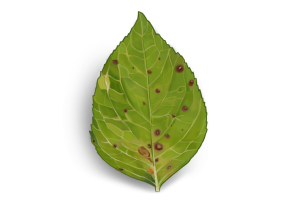 BIRCH FUMIGATORS - Illustration - JULY - Pest Identification Library