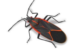BIRCH FUMIGATORS - November - Boxelder Bug