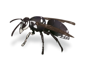 Bald Faced Hornets Identification Image Pest Library