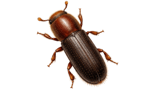 Bark beetles