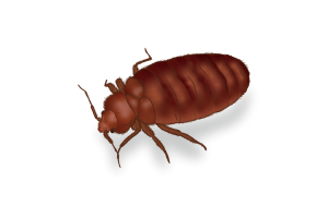 Bed Bugs Pest