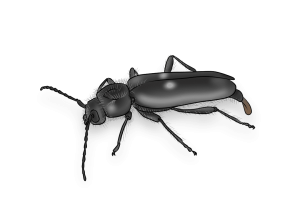 Bore Beetles Pest Identification Image